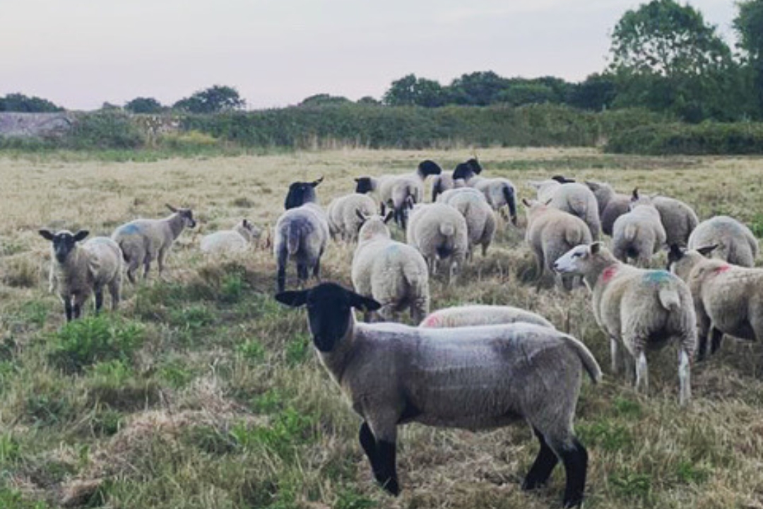 sheep in paddock