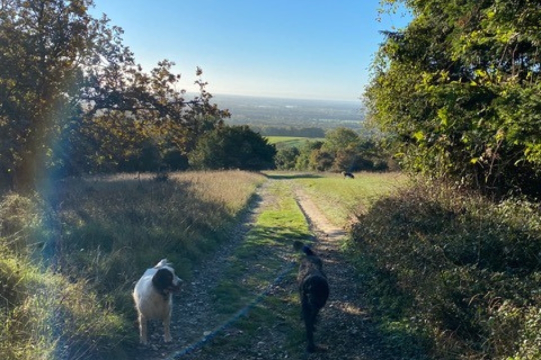 view from kingley vale